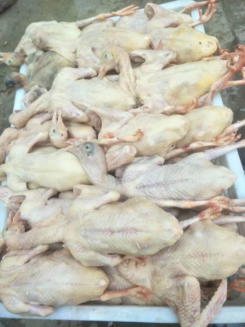 优质乳鸽，白色的，花的等等