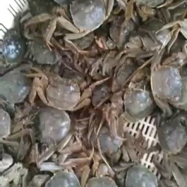 大闸蟹