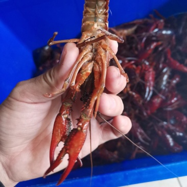 黄河口小龙虾