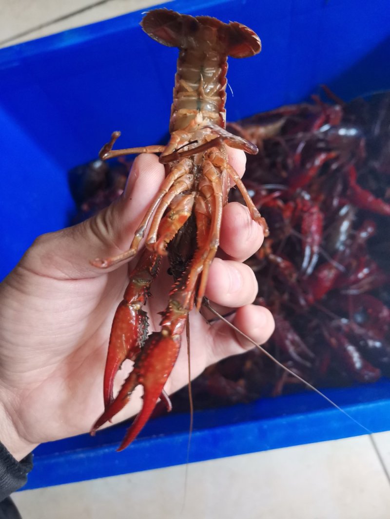 黄河口小龙虾