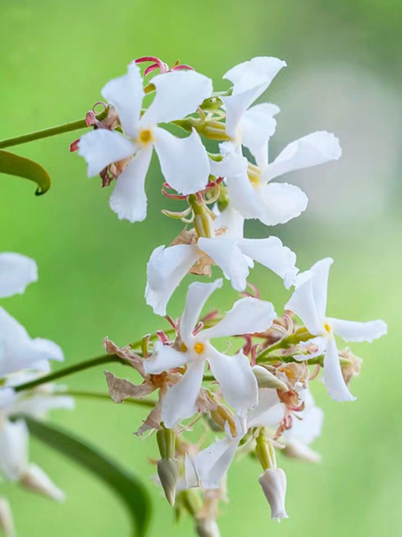 四季常青浓香落石风车茉莉银丝茉莉爬藤盆栽地栽植物