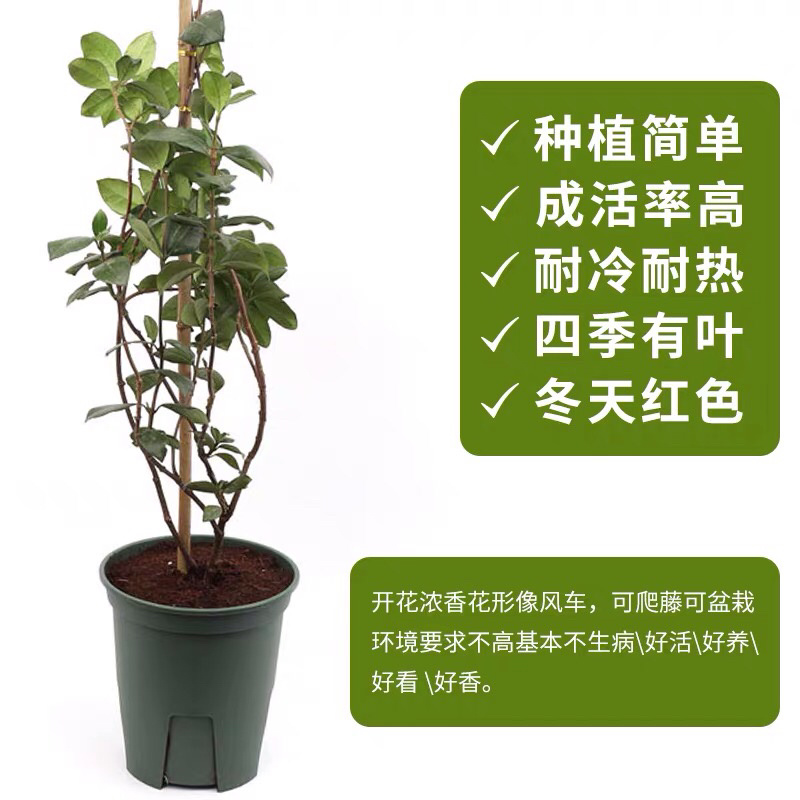 四季常青浓香落石风车茉莉银丝茉莉爬藤盆栽地栽植物