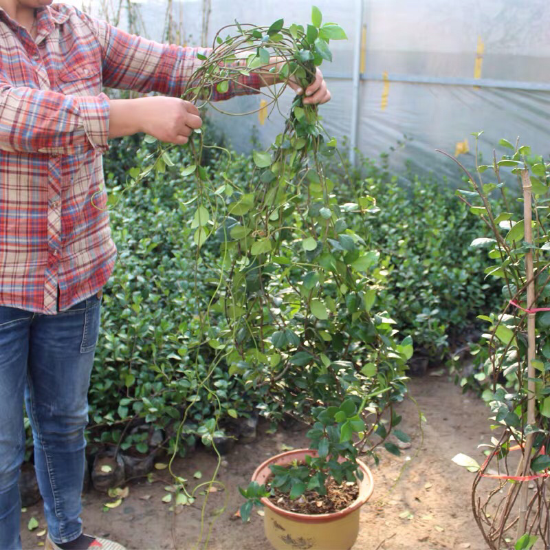 四季常青浓香落石风车茉莉银丝茉莉爬藤盆栽地栽植物