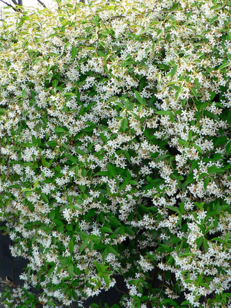 四季常青浓香落石风车茉莉银丝茉莉爬藤盆栽地栽植物