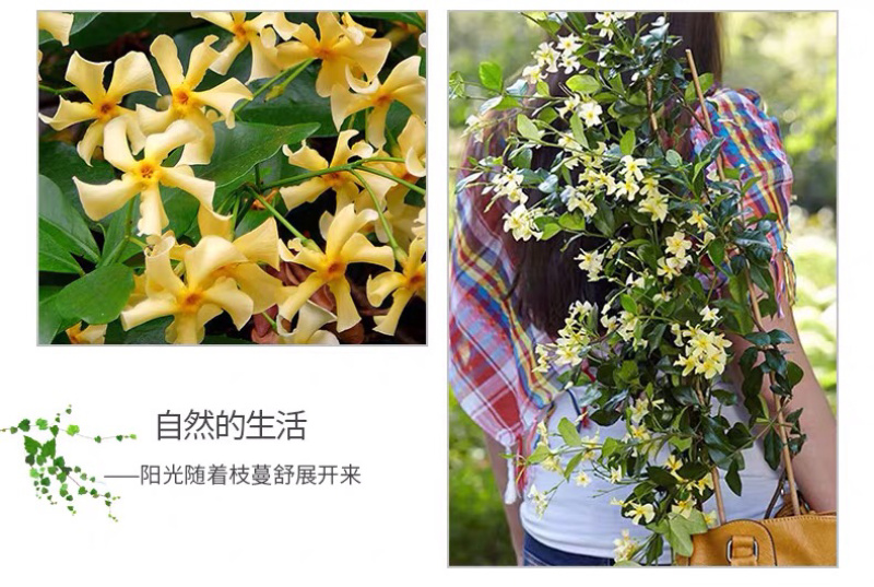 四季常青浓香落石风车茉莉银丝茉莉爬藤盆栽地栽植物