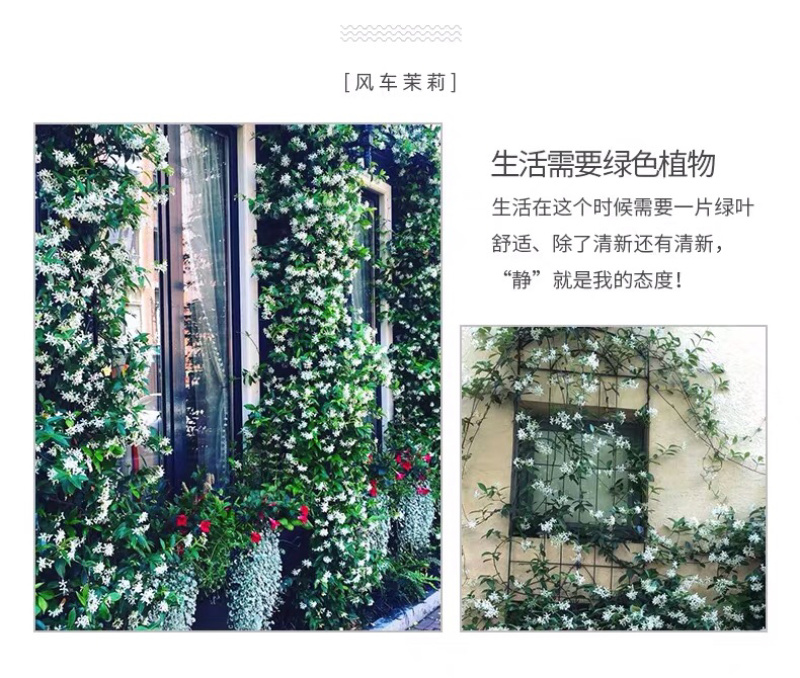 四季常青浓香落石风车茉莉银丝茉莉爬藤盆栽地栽植物