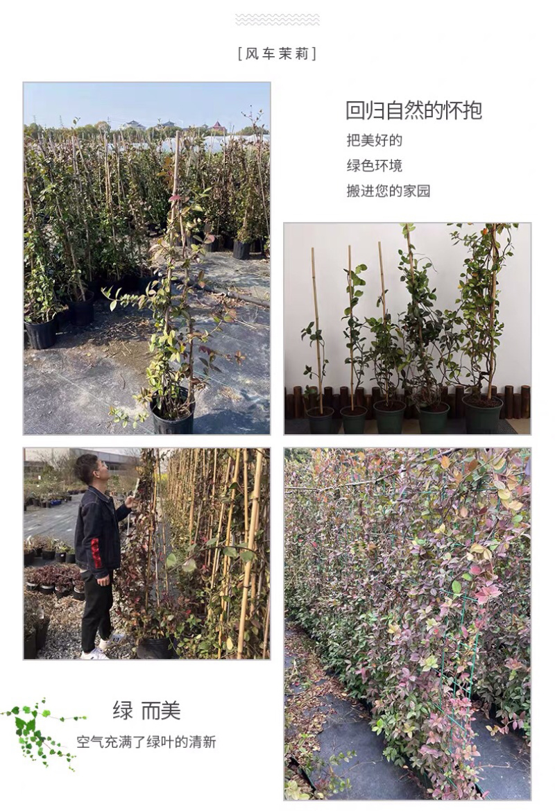 四季常青浓香落石风车茉莉银丝茉莉爬藤盆栽地栽植物