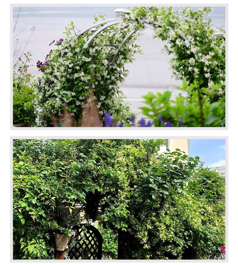 四季常青浓香落石风车茉莉银丝茉莉爬藤盆栽地栽植物