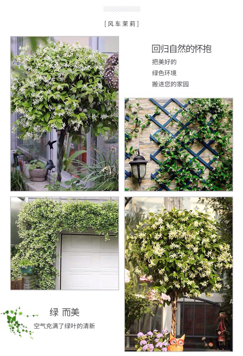 四季常青浓香落石风车茉莉银丝茉莉爬藤盆栽地栽植物