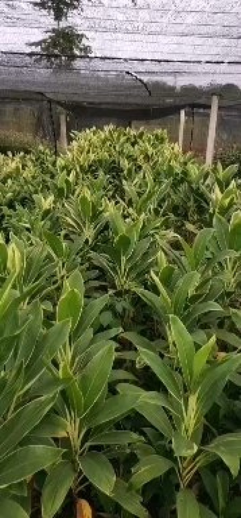 海南富贵竹基地直发，七彩娇，200扎起批。花瓶批（泰博）