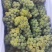 水晶葡萄，玫瑰香5%以下1~2斤
