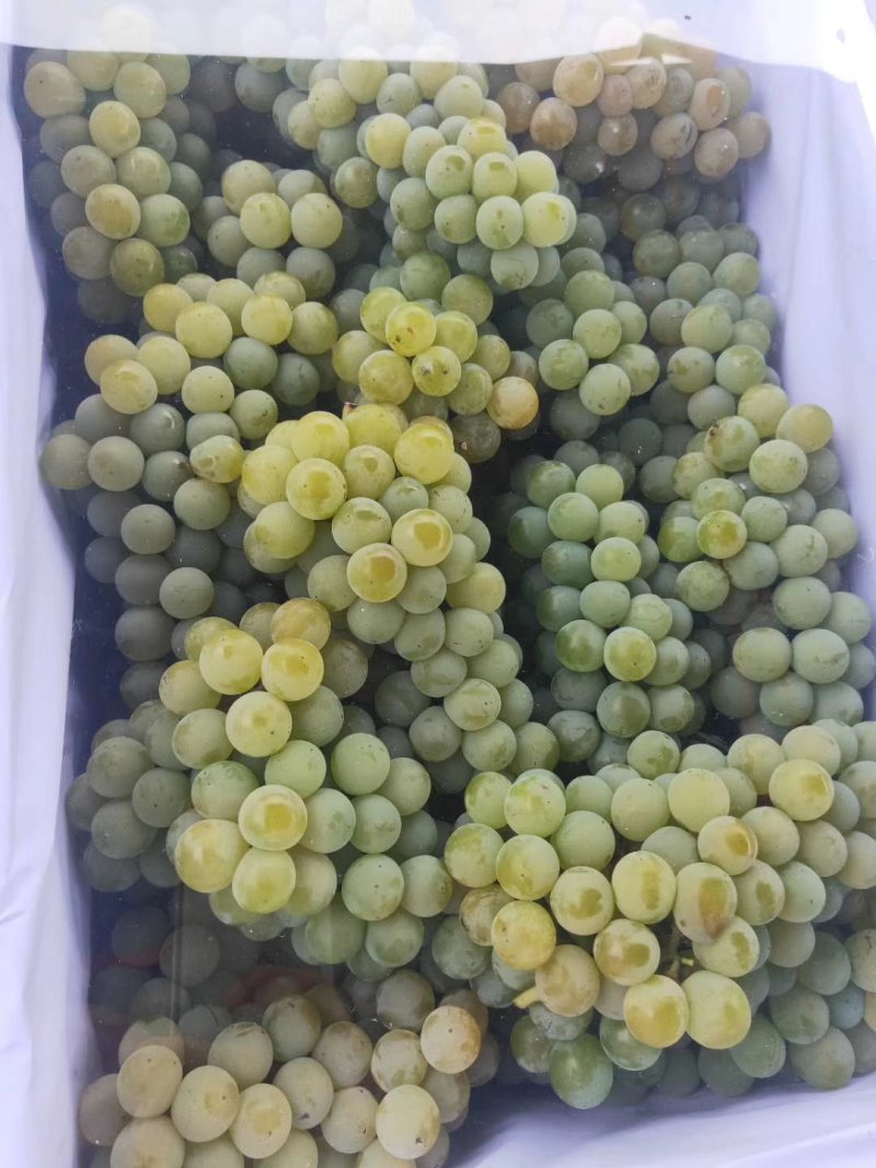 水晶葡萄，玫瑰香5%以下1~2斤