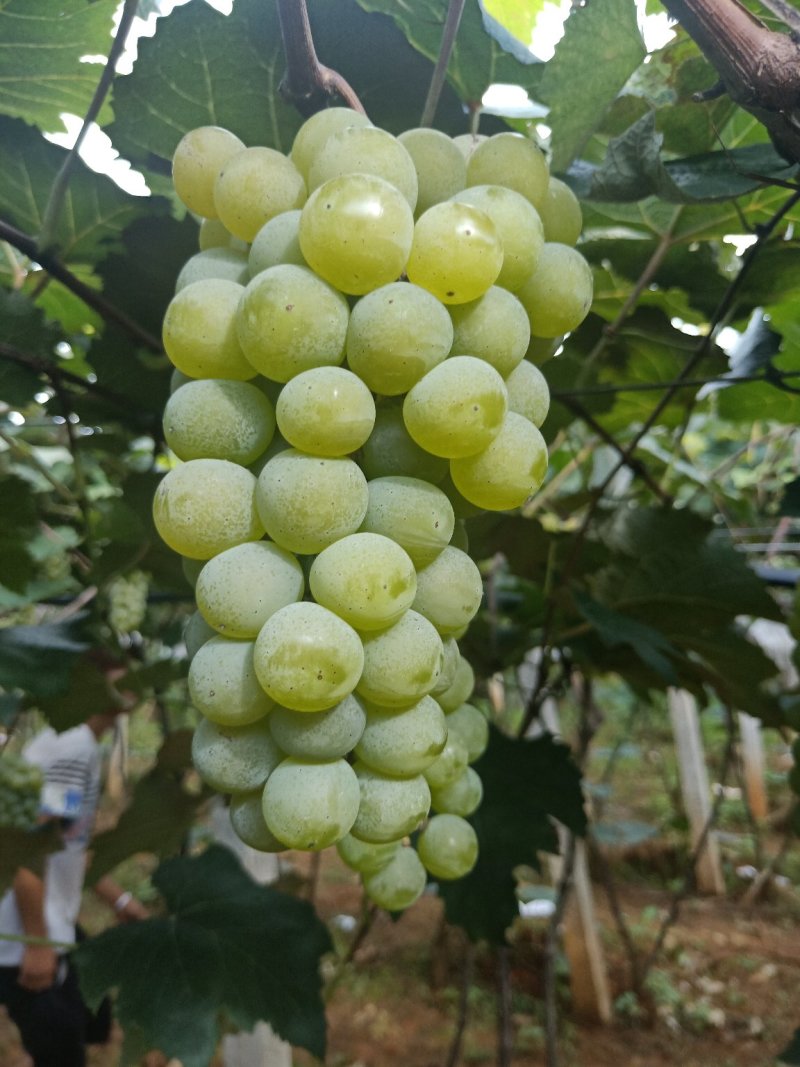 水晶葡萄，玫瑰香5%以下1~2斤