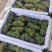 水晶葡萄，玫瑰香5%以下1~2斤