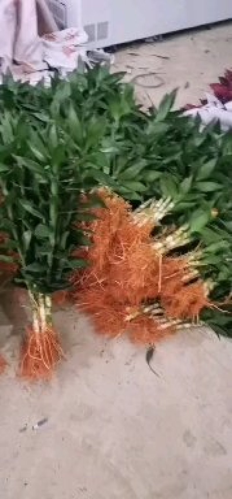 海口基地观音竹，【莲花竹】批发花瓶批发（泰博）