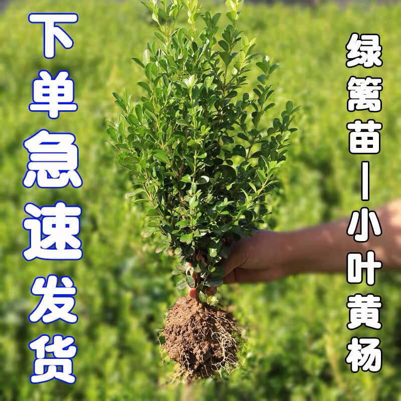 黄杨苗小叶黄杨苗瓜子黄杨苗四季常青量大价格优惠