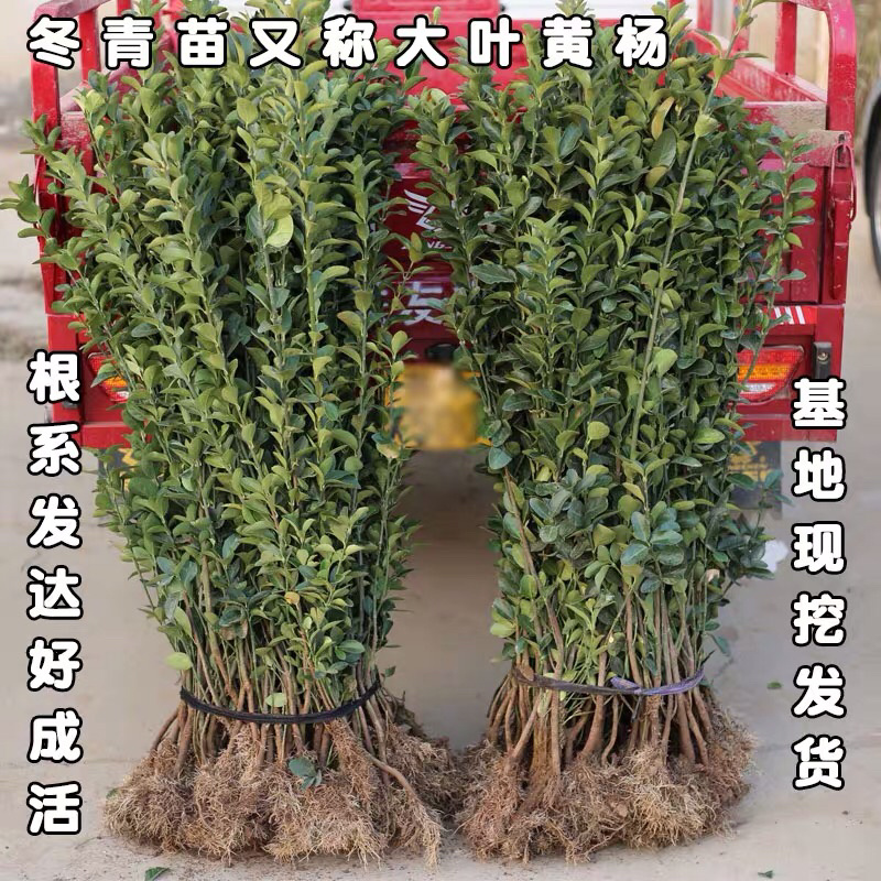 黄杨苗小叶黄杨苗瓜子黄杨苗四季常青量大价格优惠