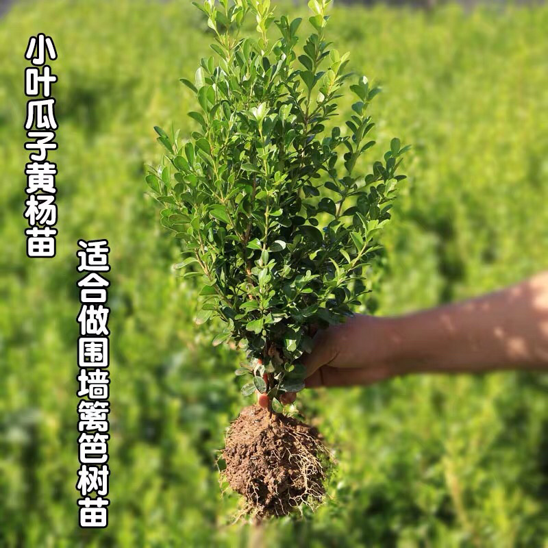 黄杨苗小叶黄杨苗瓜子黄杨苗四季常青量大价格优惠