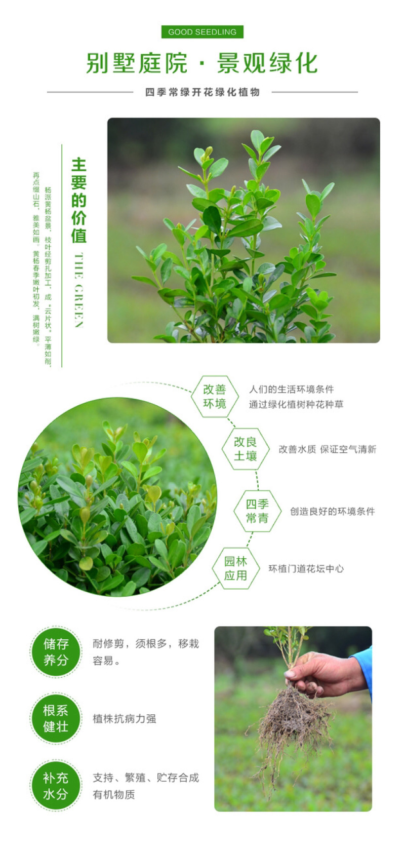黄杨苗小叶黄杨苗瓜子黄杨苗四季常青量大价格优惠