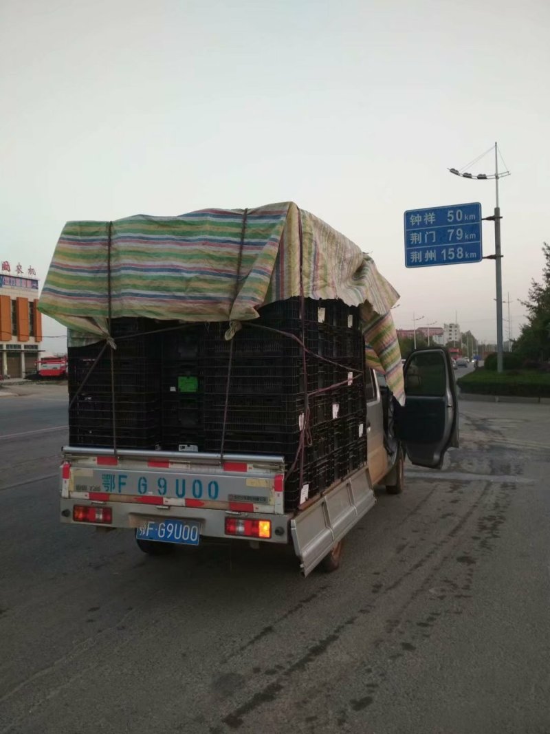 湖北省宜城市急售各品种优质西瓜嫁接苗1000万株