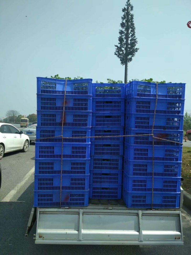 湖北省宜城市急售各品种优质西瓜嫁接苗1000万株