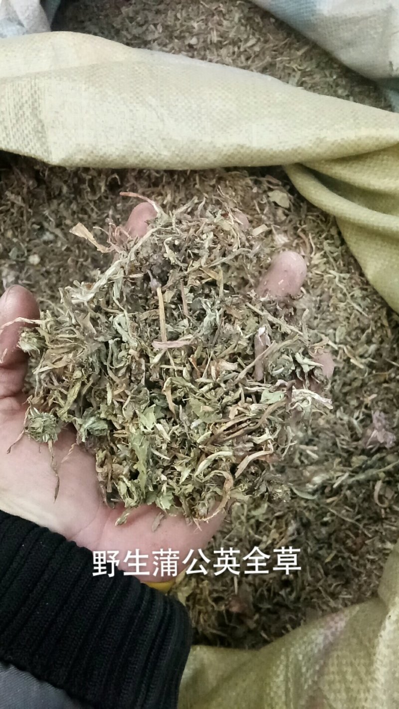 蒲公英家种蒲公英各种草药类中药材