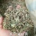 蒲公英家种蒲公英各种草药类中药材