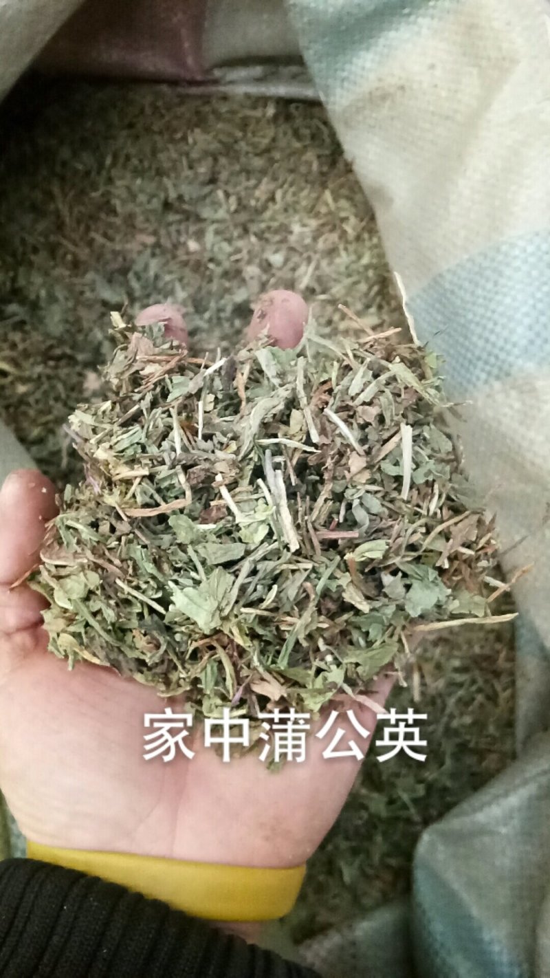 蒲公英家种蒲公英各种草药类中药材