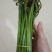 加工各种各样的蕨菜加工