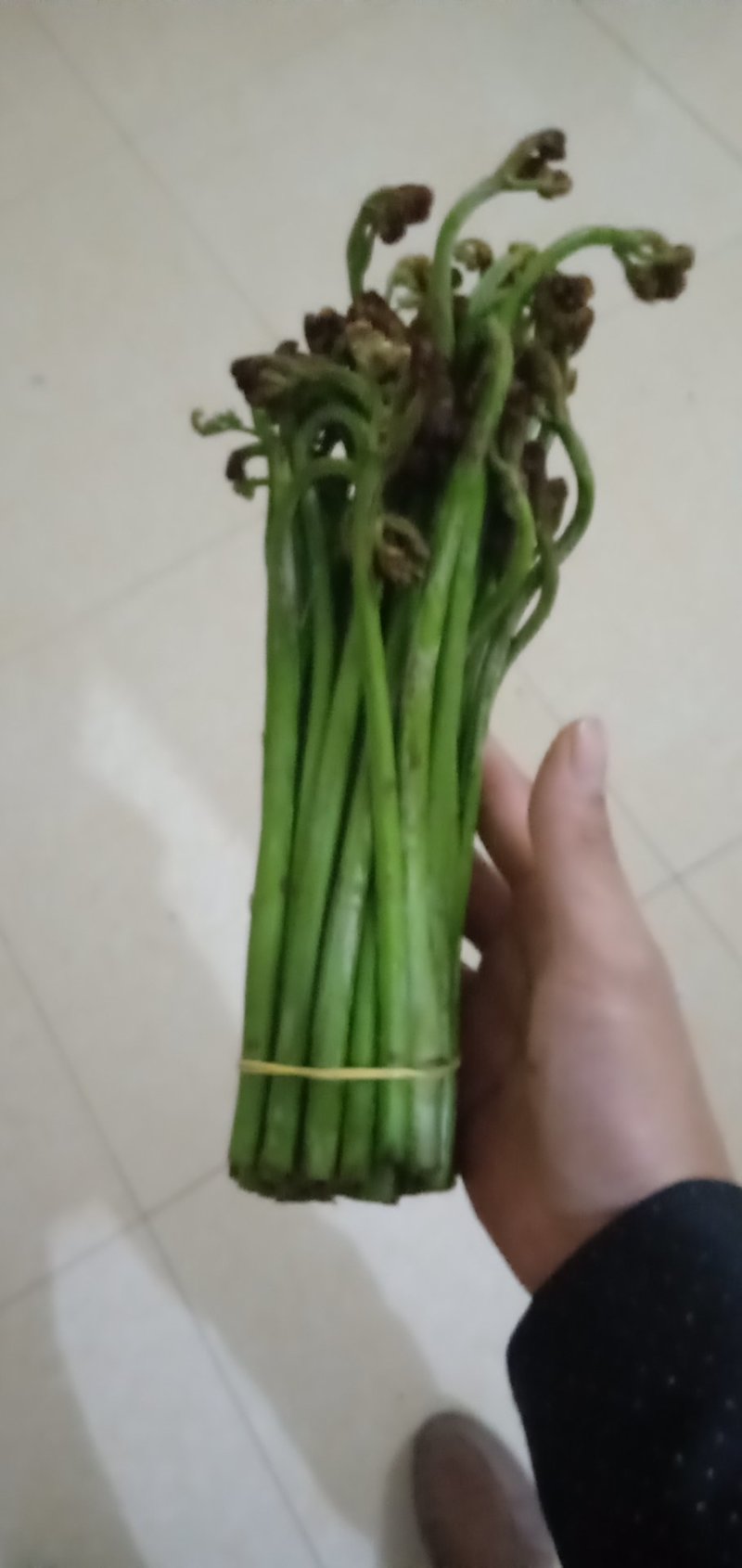 加工各种各样的蕨菜加工