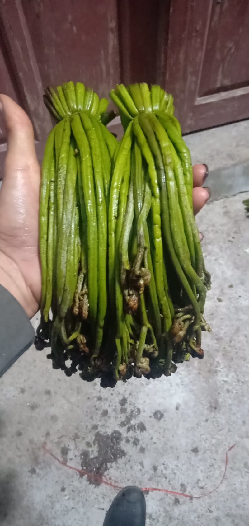 加工各种各样的蕨菜加工