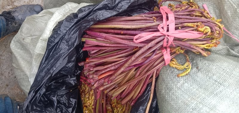 加工各种各样的蕨菜加工