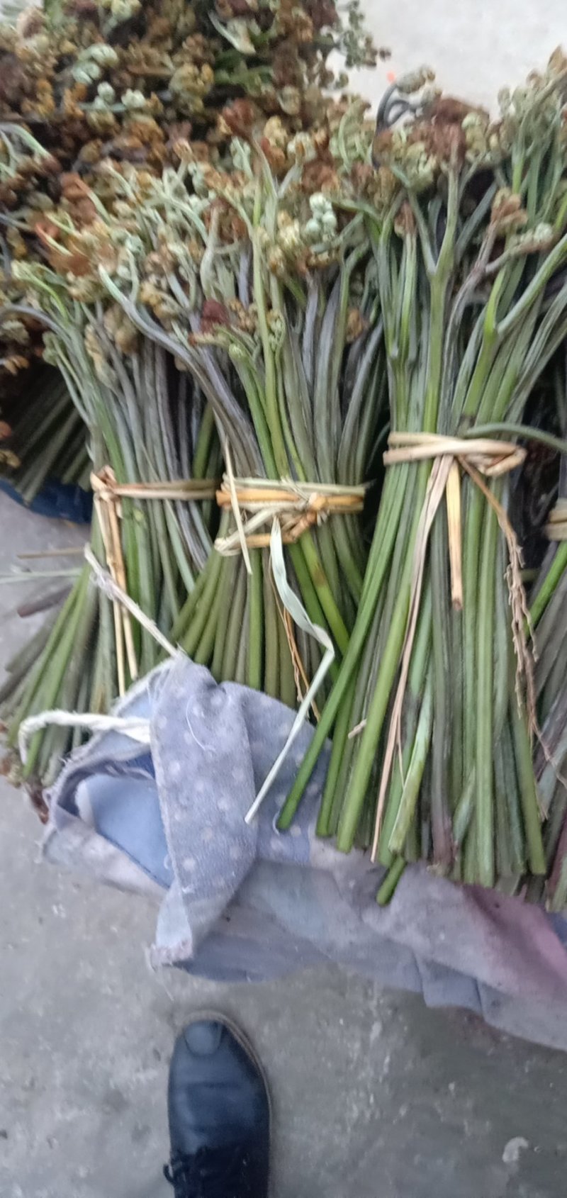 加工各种各样的蕨菜加工