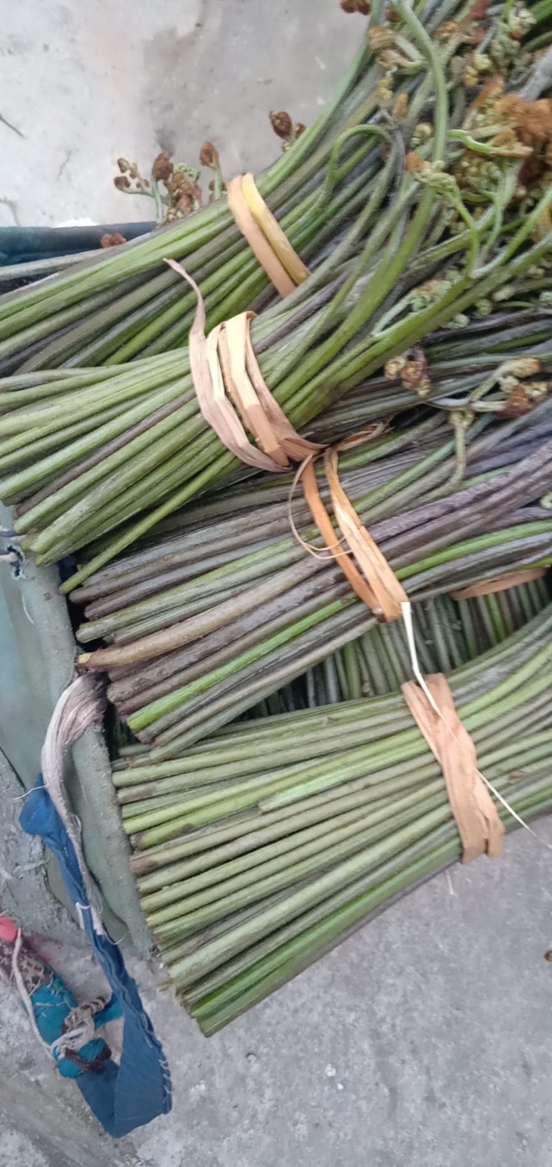 加工各种各样的蕨菜加工