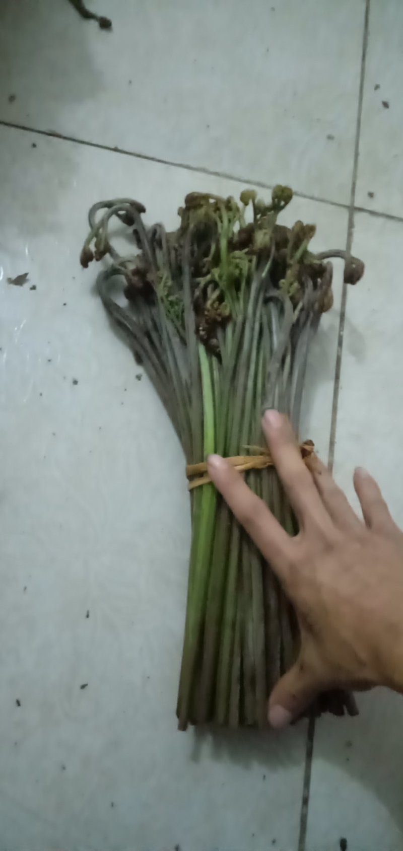 加工各种各样的蕨菜加工