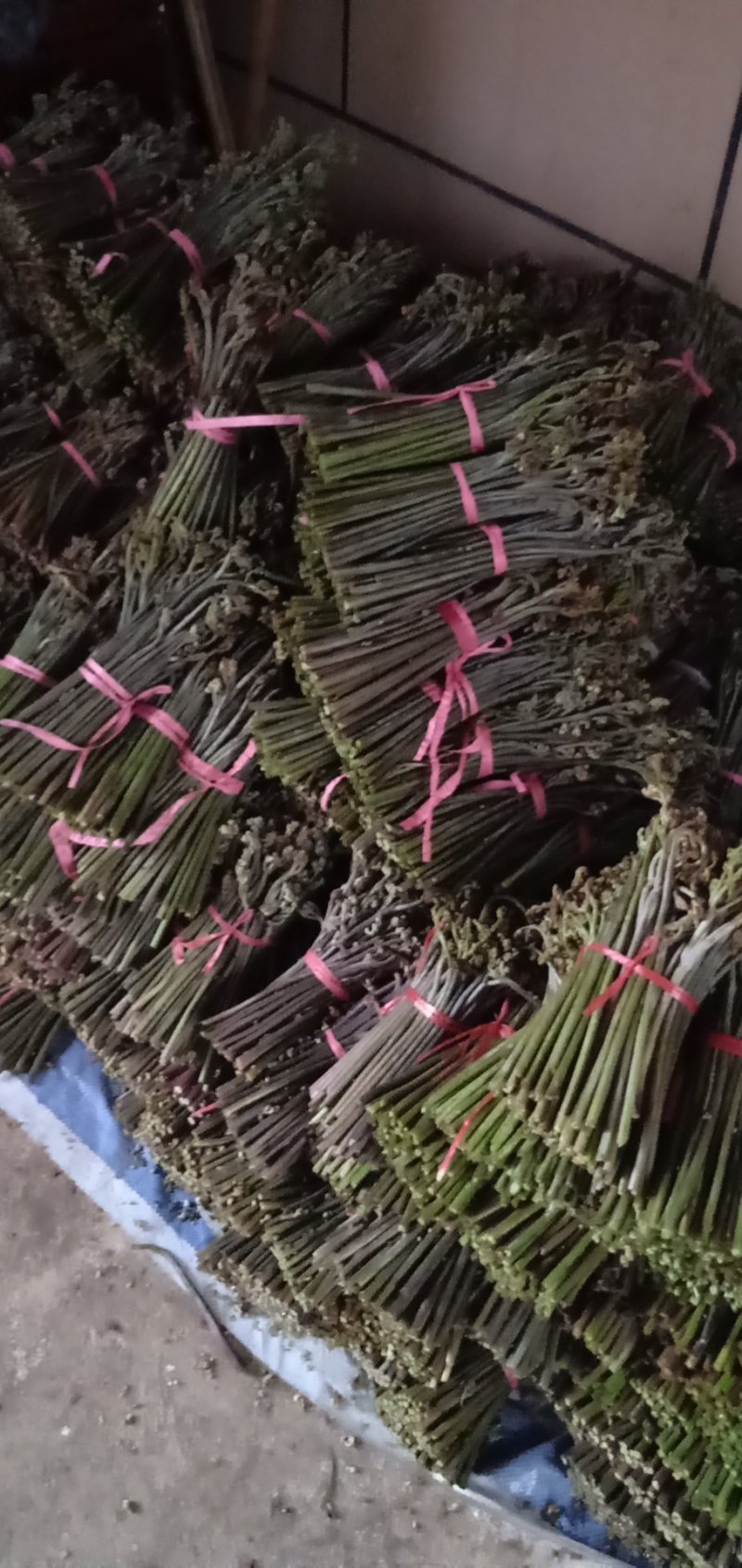 加工各种各样的蕨菜加工
