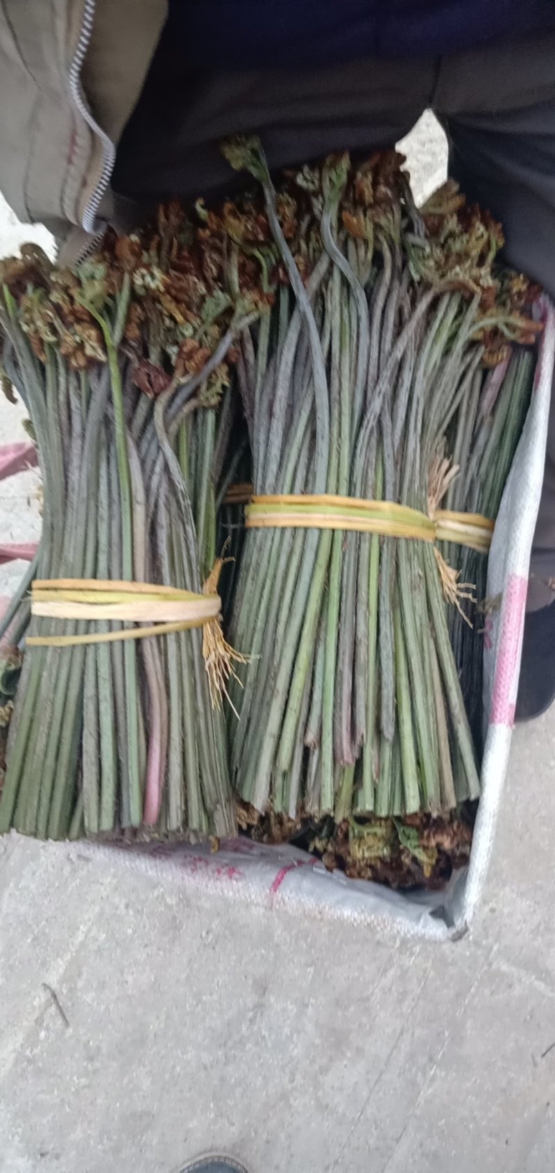 加工各种各样的蕨菜加工