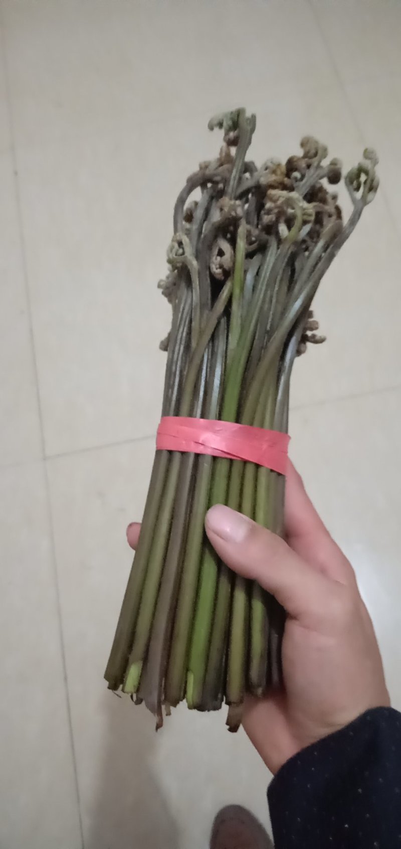 加工各种各样的蕨菜加工