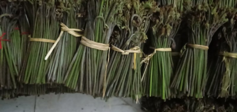 加工各种各样的蕨菜加工