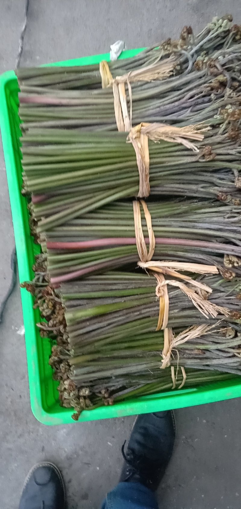 加工各种各样的蕨菜加工