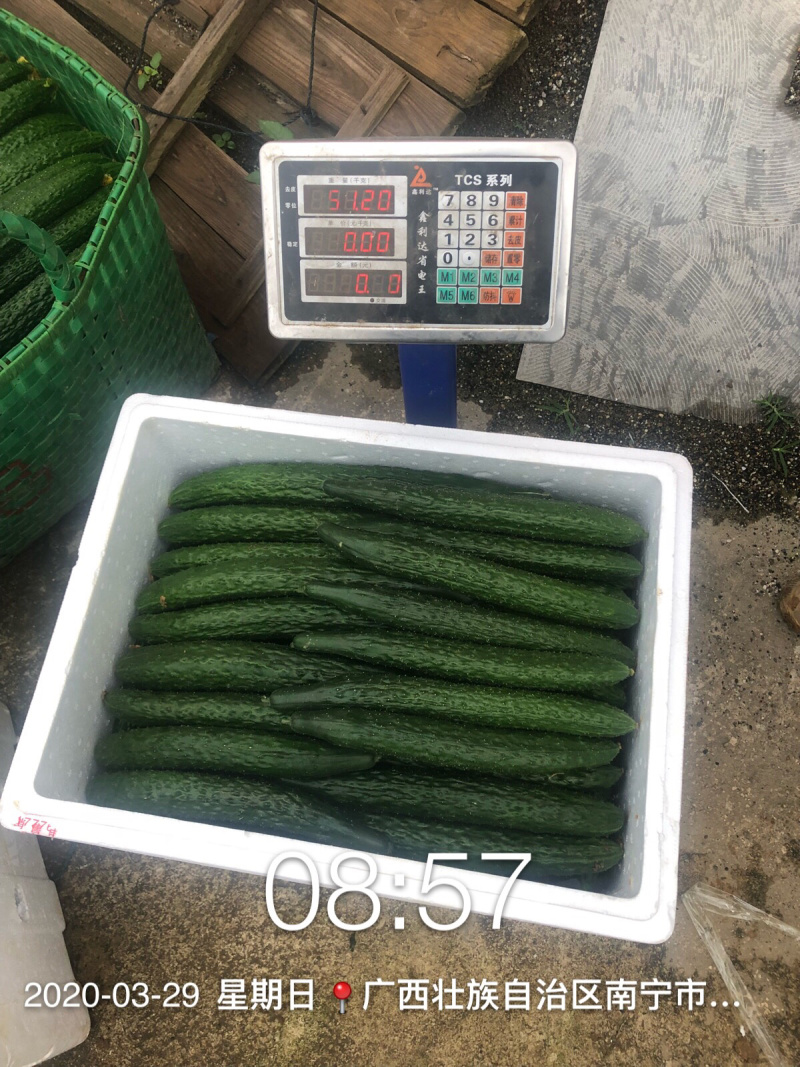 刺黄瓜现摘现发，22~25公分，干花带刺