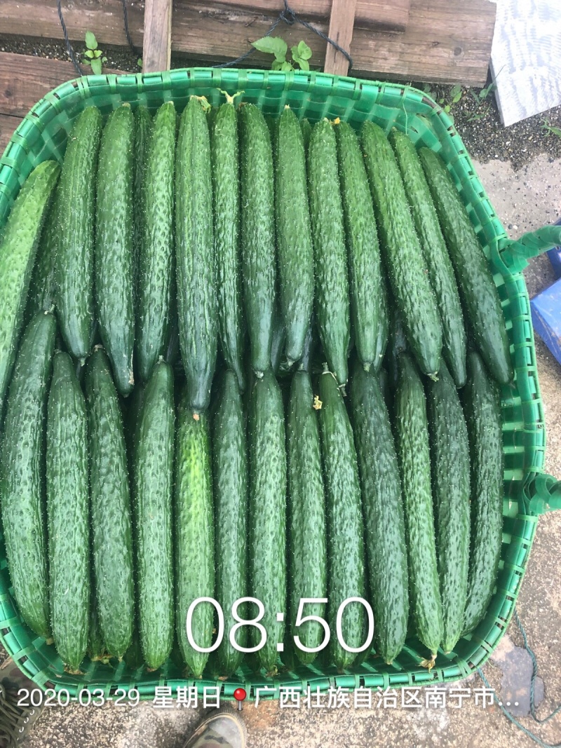 刺黄瓜现摘现发，22~25公分，干花带刺