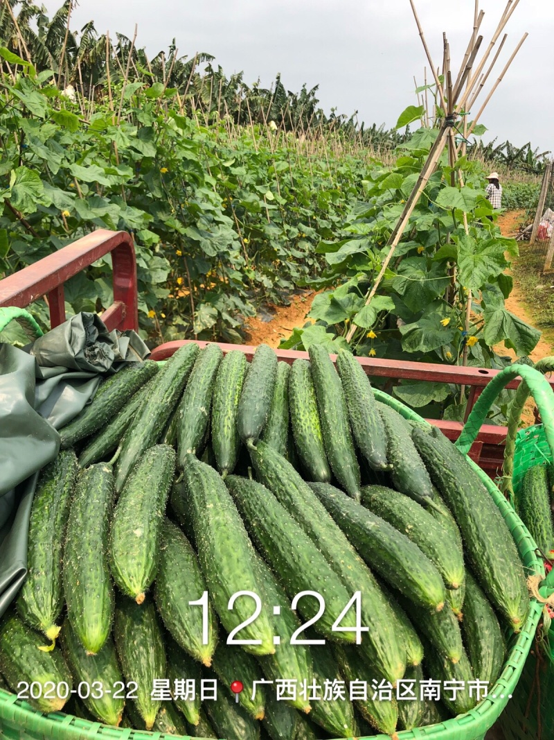 刺黄瓜现摘现发，22~25公分，干花带刺