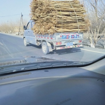 桑树苗包质量包成活包运费