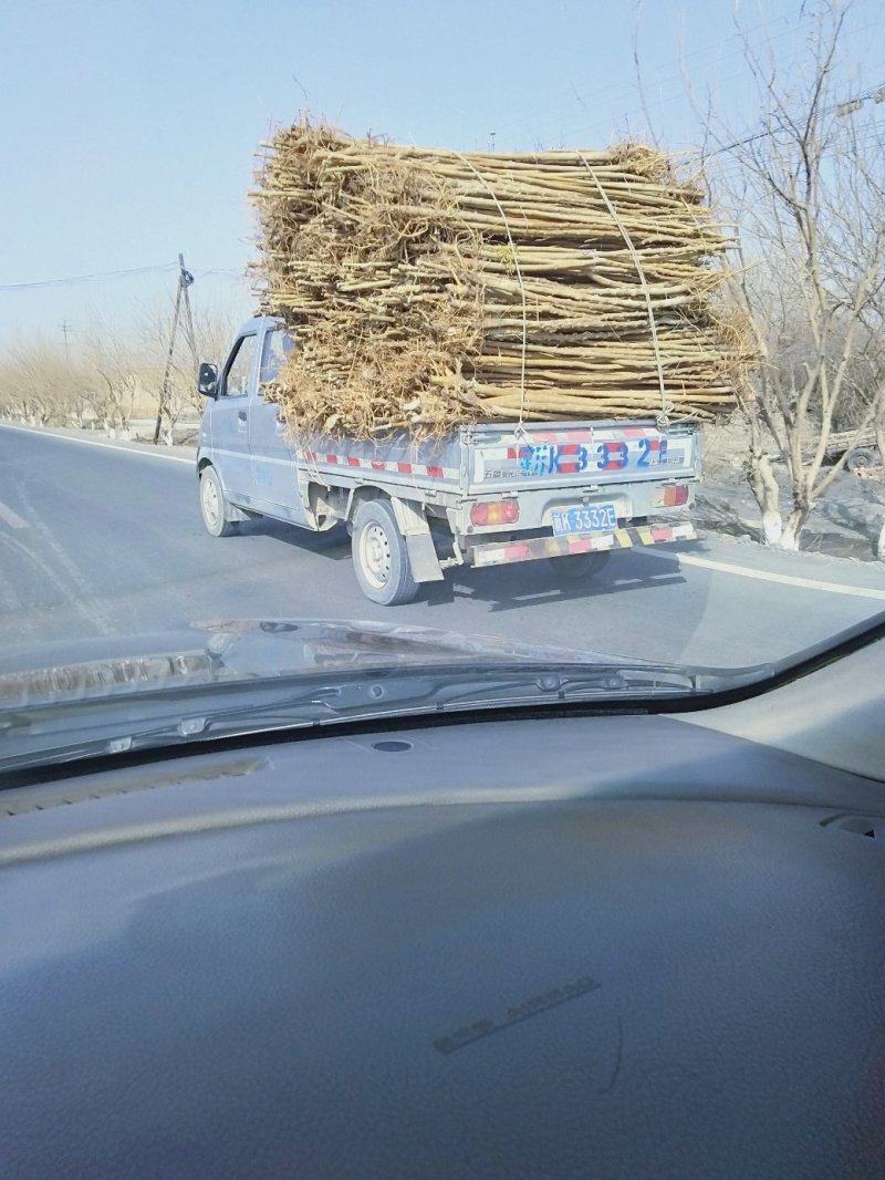 桑树苗包质量包成活包运费
