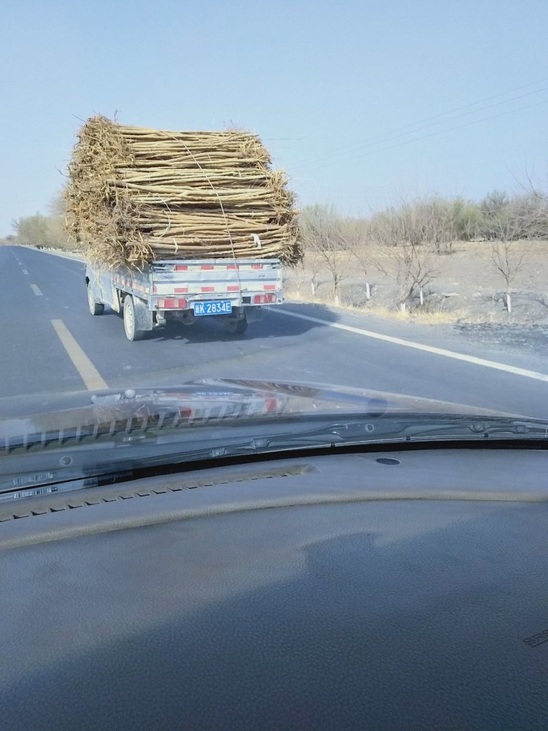 桑树苗包质量包成活包运费