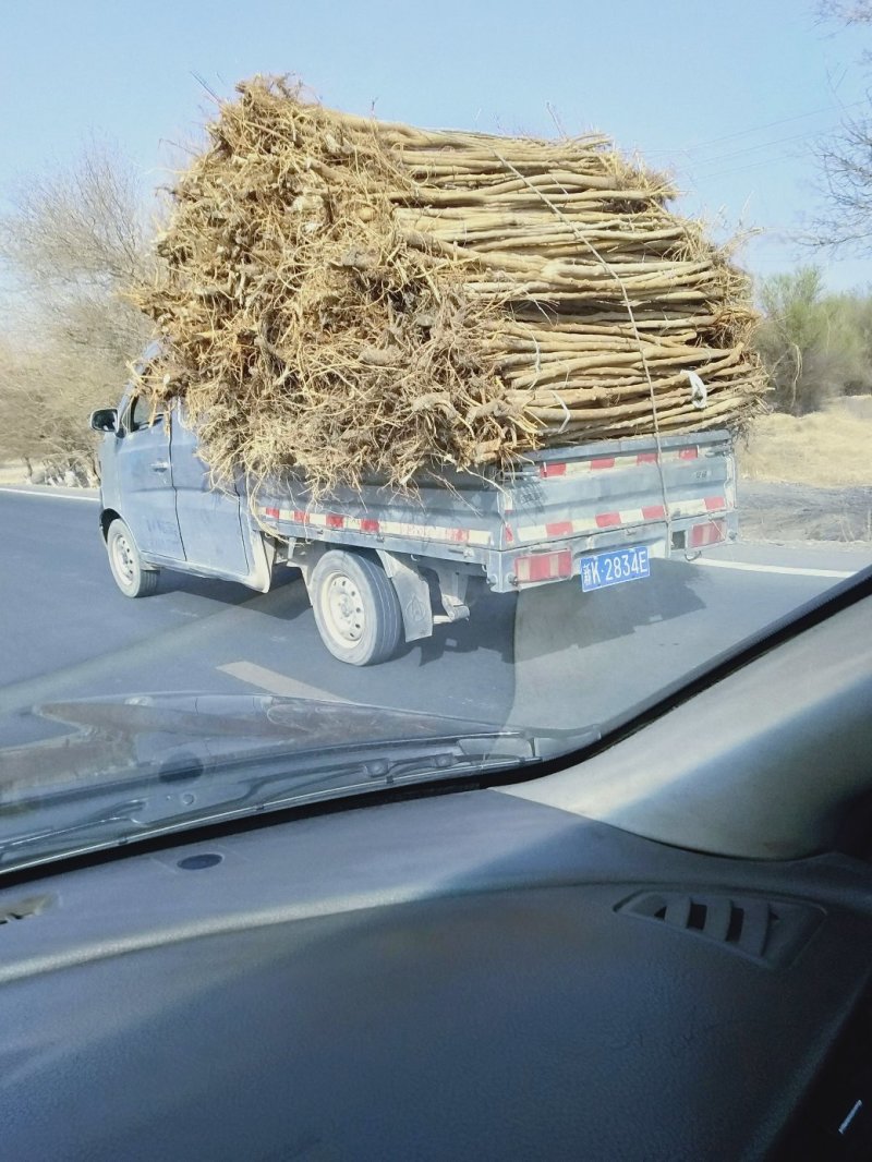 桑树苗包质量包成活包运费