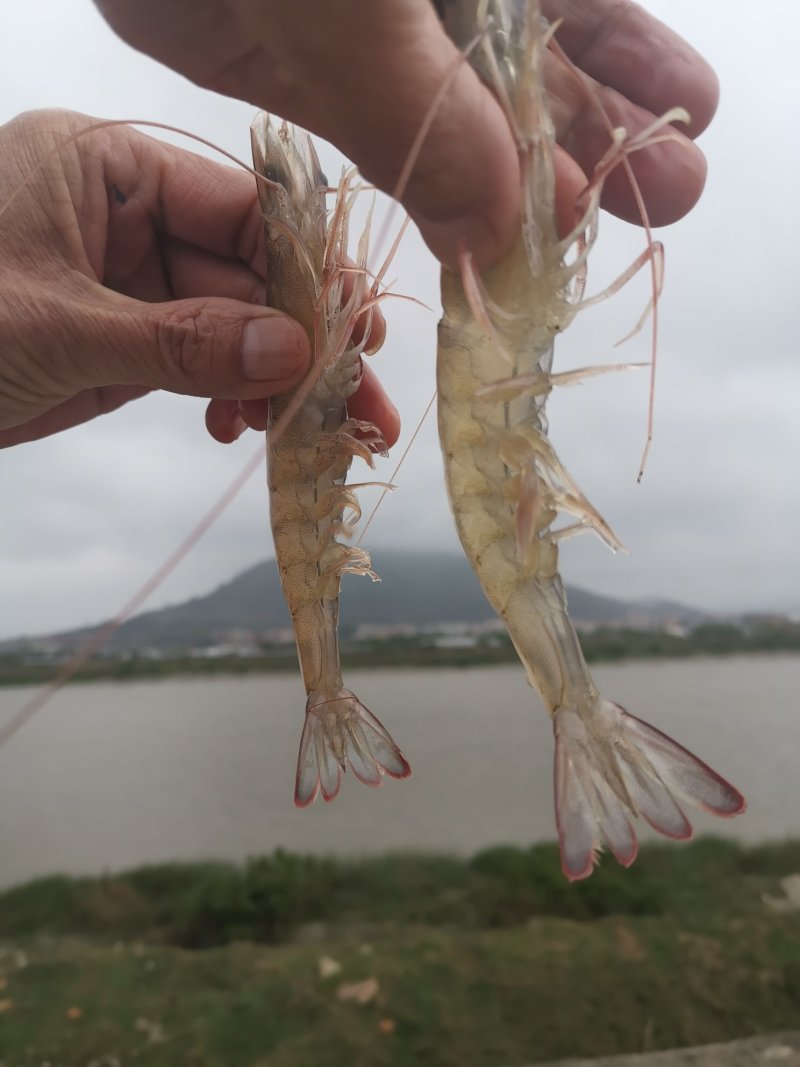 冬季活虾产地直供南美白对虾价格透明供氧鲜虾长期供应