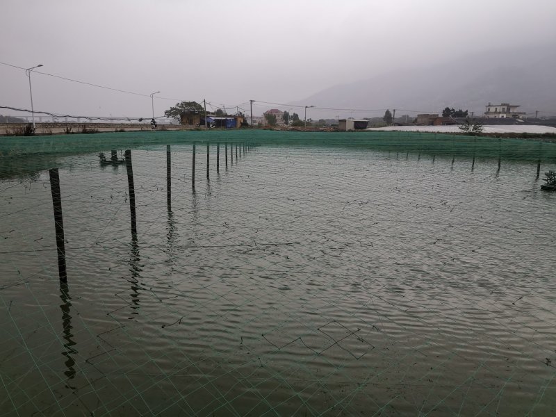 冬季活虾产地直供南美白对虾价格透明供氧鲜虾长期供应