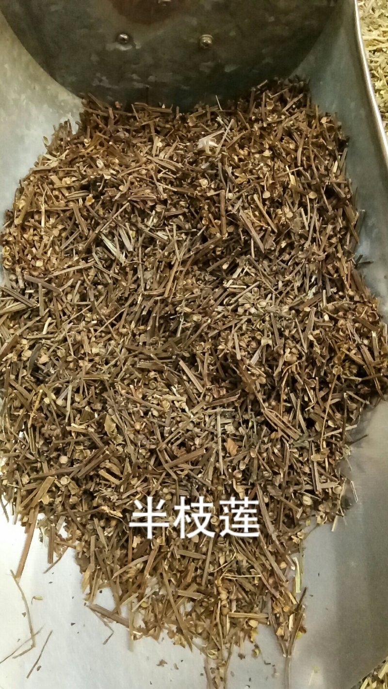 半枝莲半支莲挖耳草通经草中草药